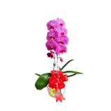 Bunga Anggrek AGR-03