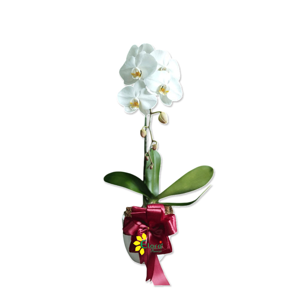 Bunga Anggrek AGR-04