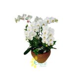 Bunga Anggrek Promo AGR-001