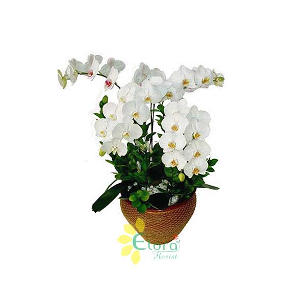 Bunga Anggrek Promo AGR-001