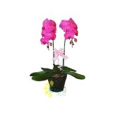 Promo Bunga Anggrek AGR-05