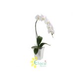 Promo Bunga Anggrek AGR-004