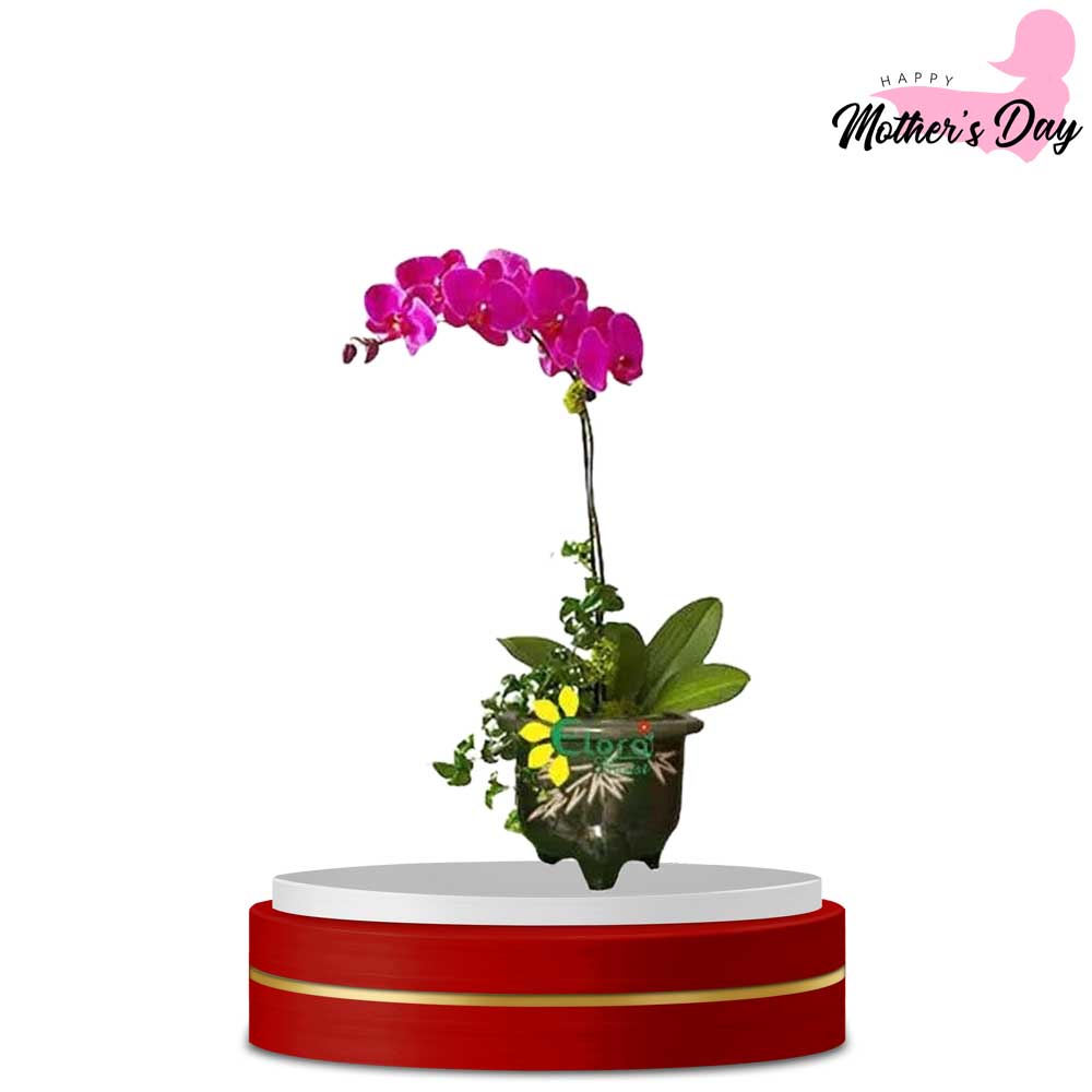 Anggrek Hari Ibu AGR-03