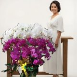 Bunga Anggrek Hari Ibu AGR-023