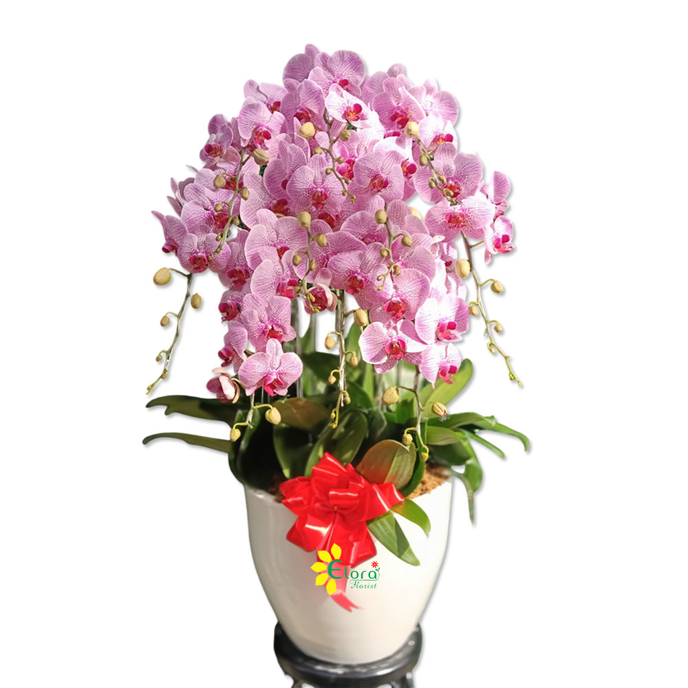 Bunga Anggrek AGR-15