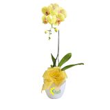 Bunga Anggrek AGR-35